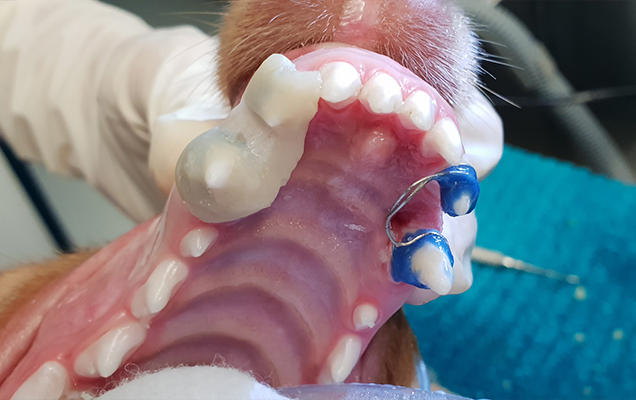 Acrylic incline planes for canines teeth